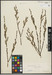 Foto von Salix purpurea L.